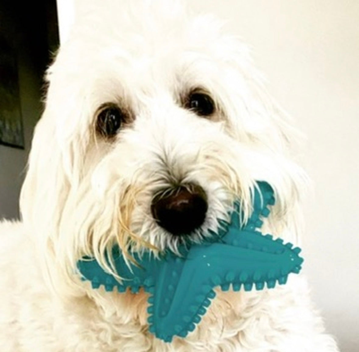Blue Starfish - Dog / Puppy Chew Toy - Tough, Durable, Squeaky, Interactive Toy!
