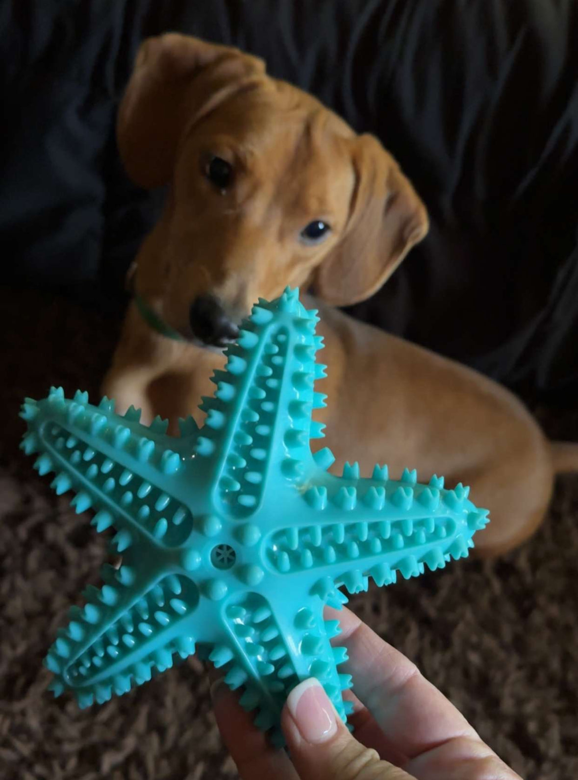Blue Starfish - Dog / Puppy Chew Toy - Tough, Durable, Squeaky, Interactive Toy!