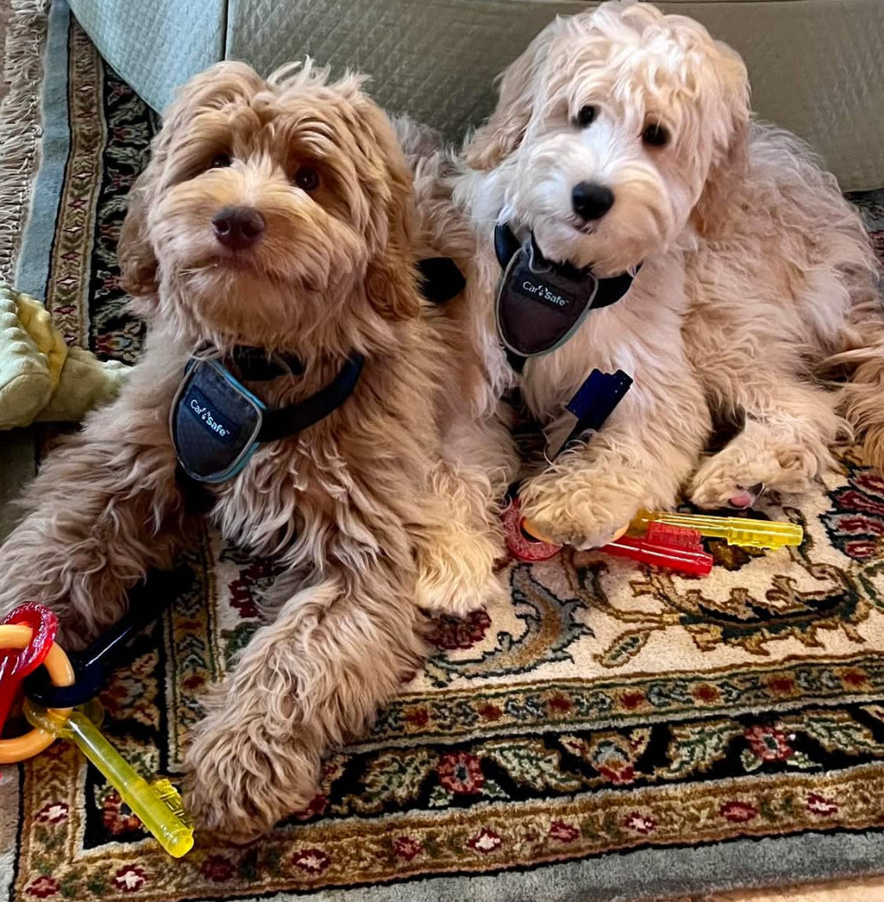 Nylabone Puppy Teething Keys - Chew Toy for Puppies