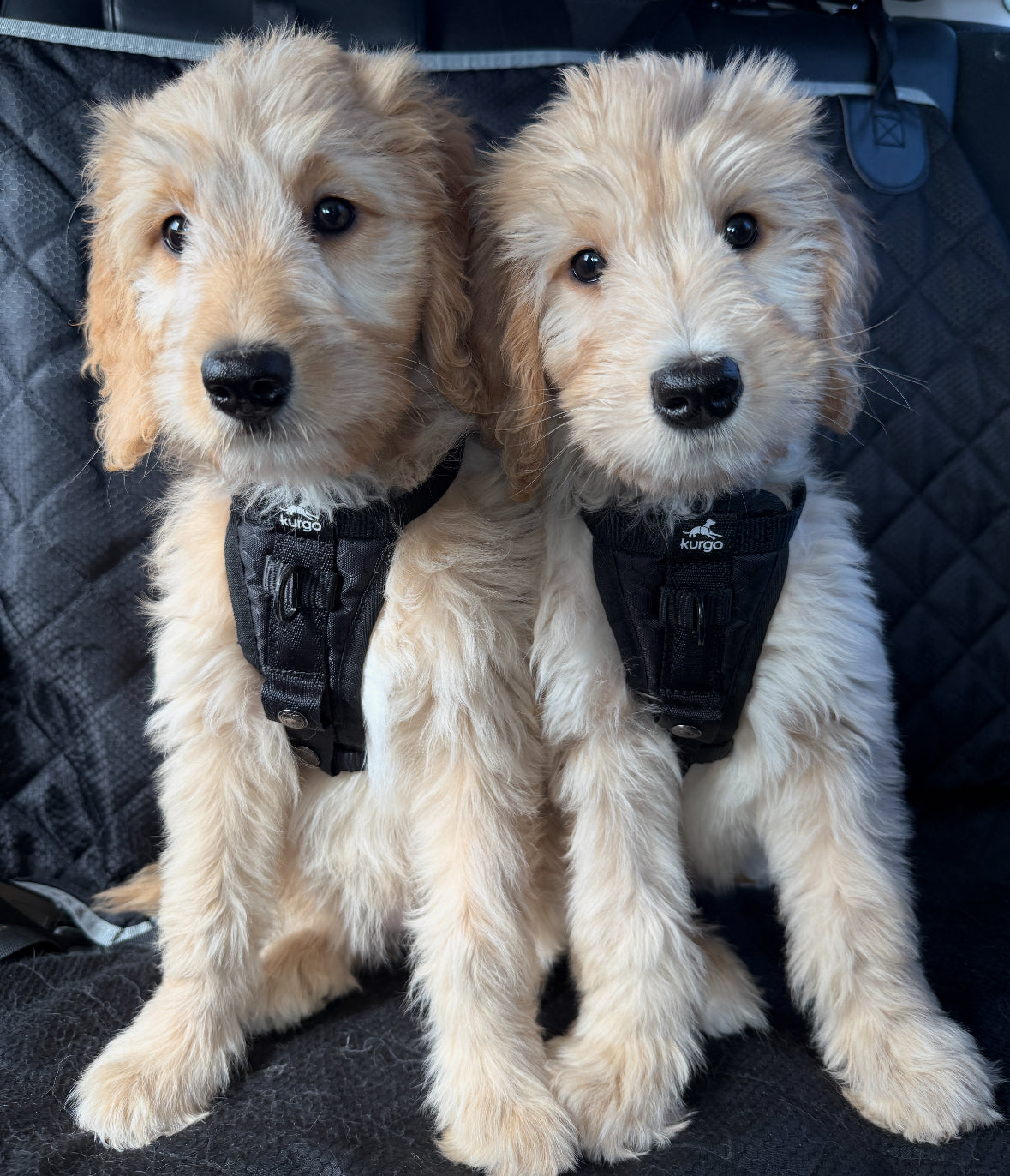 KURGO ENHANCED STRENGTH TRU-FIT CRASH TESTED CAR/WALKING HARNESS FOR DOGS!!