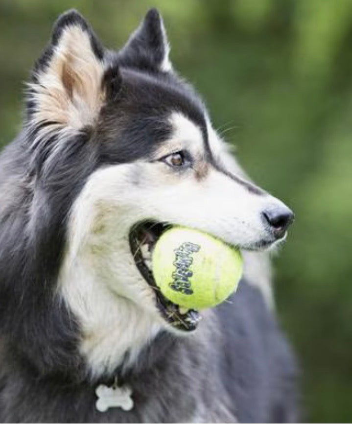Kong Air Squeaker - Large Tennis Ball - Heavy Duty! Great for Puppies or Adult Dogs!