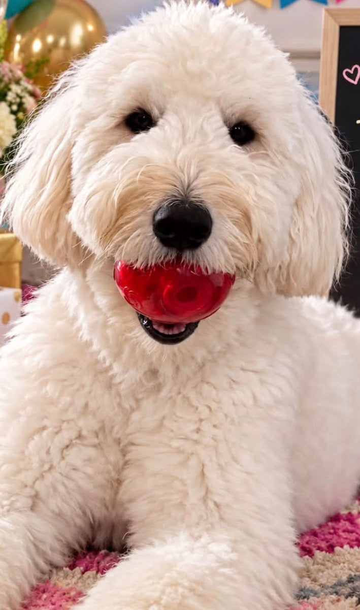KONG SQUEEZZ BALL - Large - Rubber - Squeaks and Bounces!!