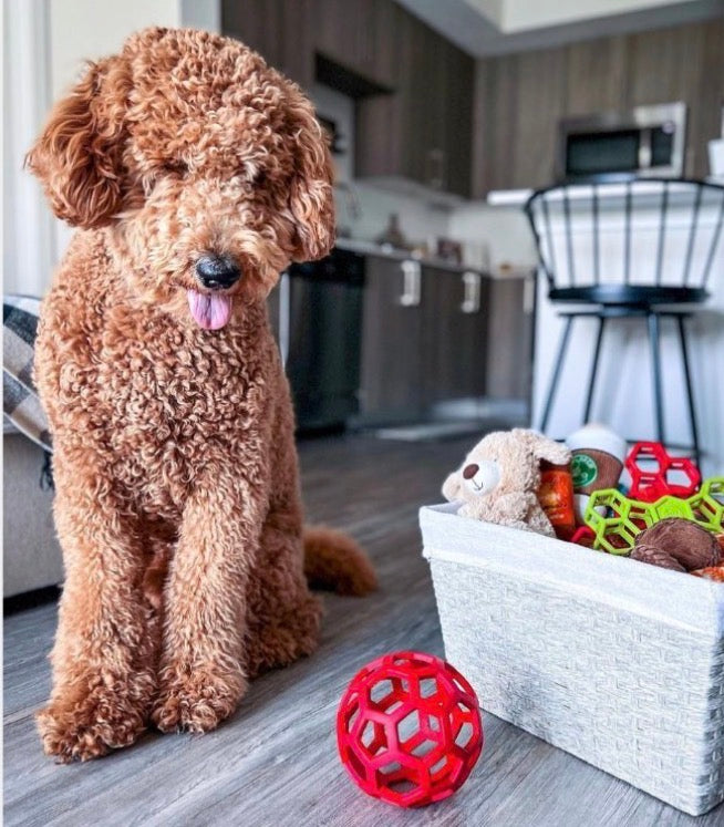HOLEE ROLLER BALL! 5 INCH, FOR PUPS OR ADULTS!