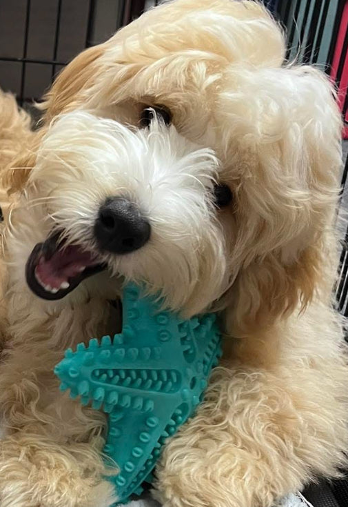 Blue Starfish - Dog / Puppy Chew Toy - Tough, Durable, Squeaky, Interactive Toy!