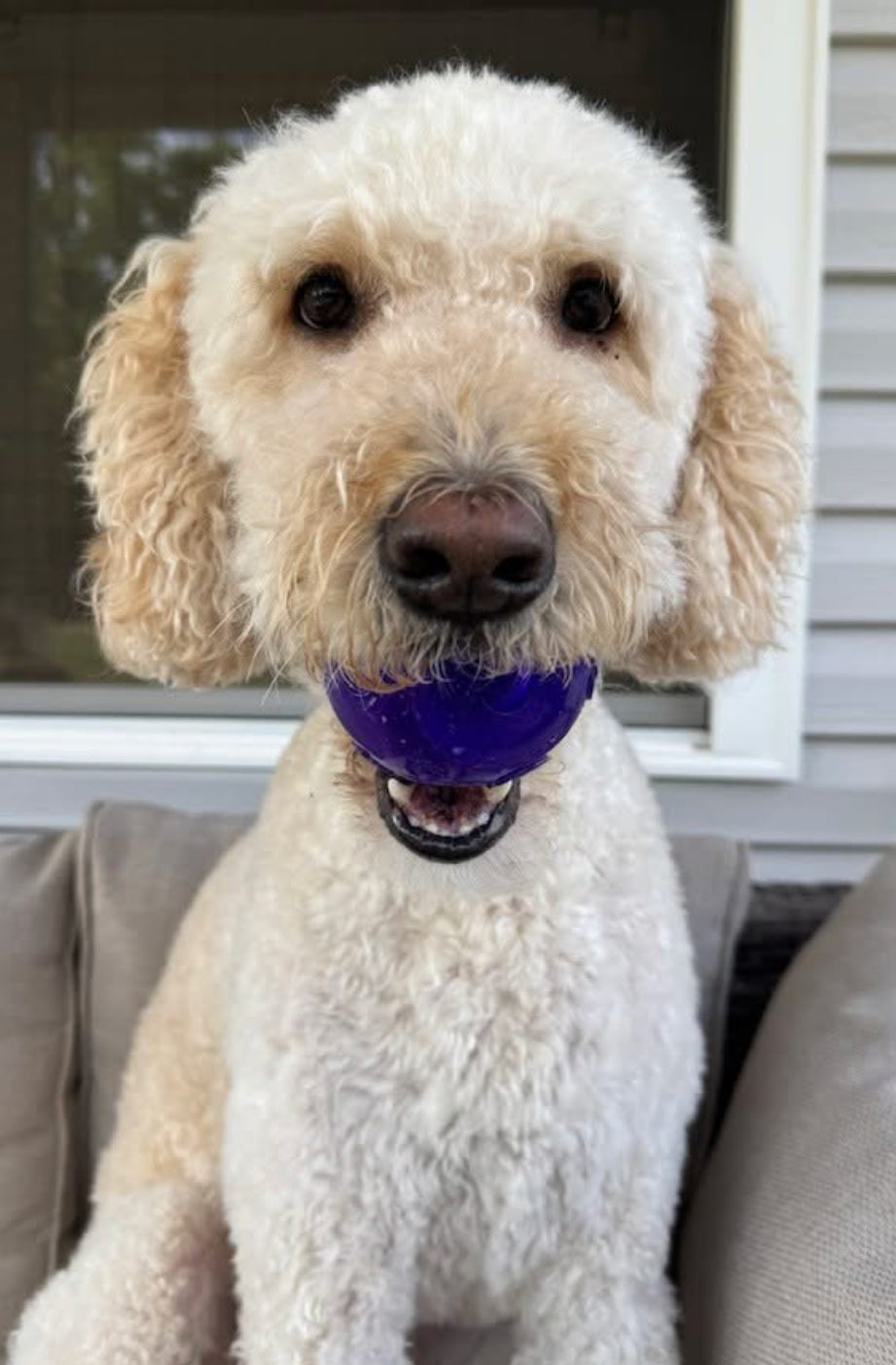 KONG Squeezz Ball Dog and Puppy Toy - Large - Squeaks and Bounces!!