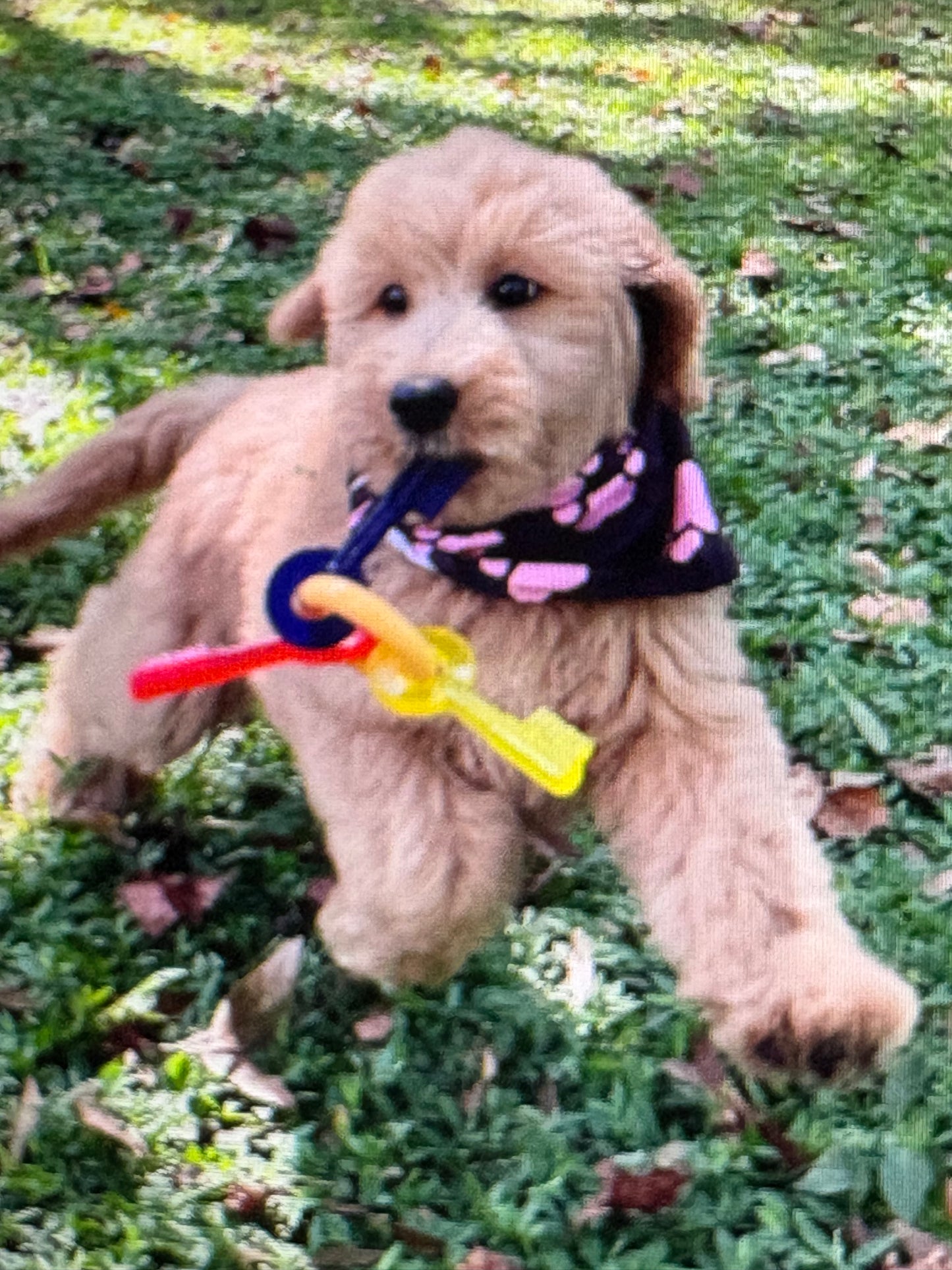 Nylabone Puppy Teething Keys - Chew Toy for Puppies