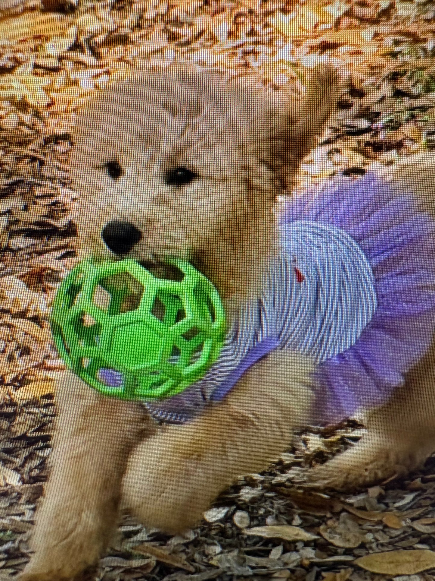 HOLEE ROLLER BALL! 5 INCH, FOR PUPS OR ADULTS!