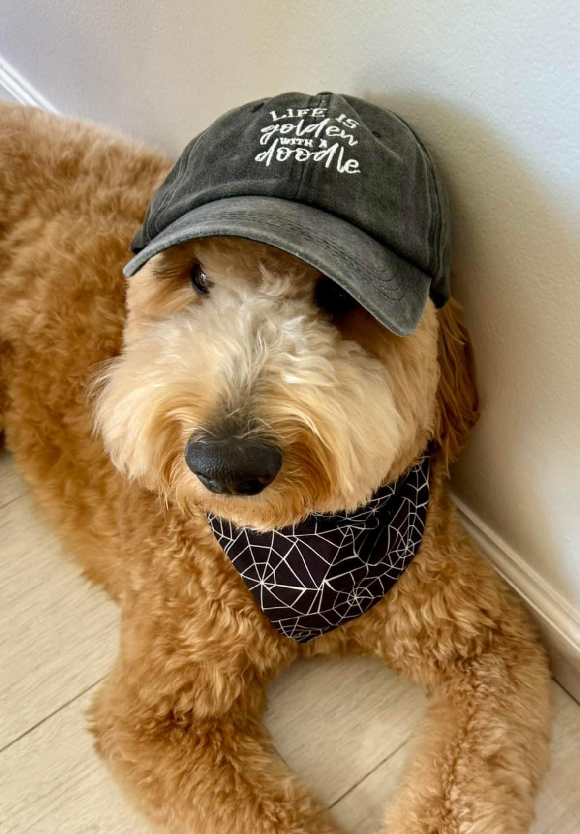 Embroidered LIFE IS GOLDEN WITH A DOODLE - Black, Blue or Pink Adjustable Hat - Adorable!