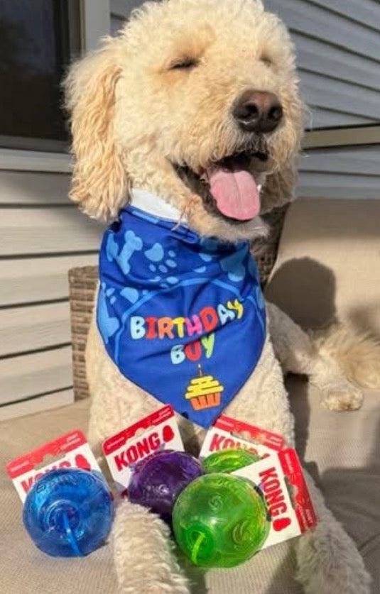 KONG SQUEEZZ BALL - Large - Rubber - Squeaks and Bounces!!
